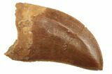 Serrated, Baby Carcharodontosaurus Tooth - Morocco #196503-1